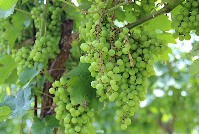 白ワインの代表的な葡萄品種シャルドネ
