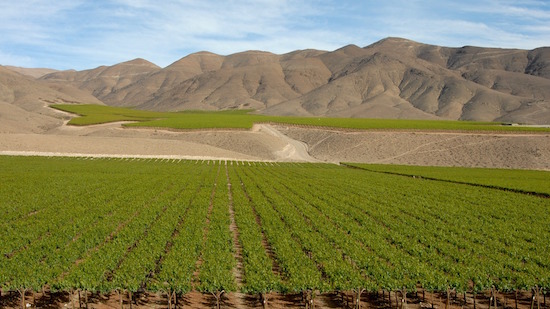 chile-vineyard