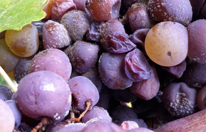 貴腐菌がついた葡萄