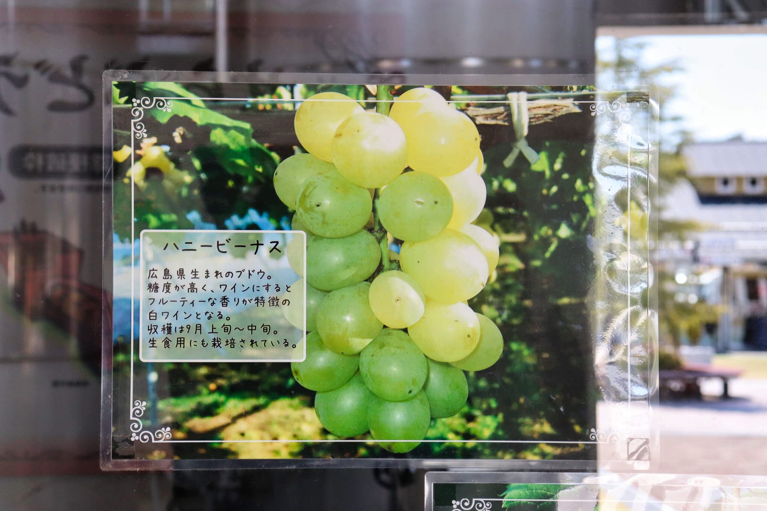 広島で生まれたブドウ品種ハニービーナス